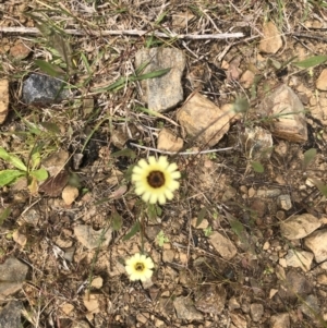 Tolpis barbata at Coree, ACT - 5 Nov 2022 11:24 AM