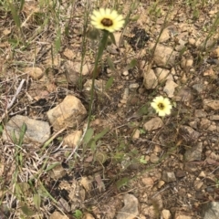 Tolpis barbata at Coree, ACT - 5 Nov 2022