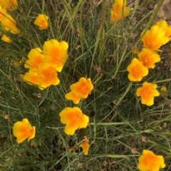 Eschscholzia californica (California Poppy) at Coree, ACT - 5 Nov 2022 by Dora