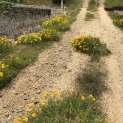 Eschscholzia californica at Coree, ACT - 5 Nov 2022 11:24 AM