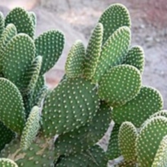 Opuntia sp. (Prickly Pear) at Flea Bog Flat to Emu Creek Corridor - 5 Nov 2022 by ix