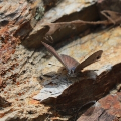 Erina hyacinthina (Varied Dusky-blue) at Aranda Bushland - 30 Oct 2022 by Tammy