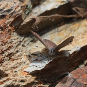 Erina hyacinthina at Aranda, ACT - 30 Oct 2022 01:42 PM