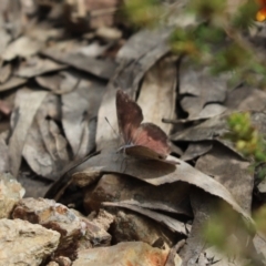 Erina hyacinthina at Aranda, ACT - 30 Oct 2022 01:42 PM