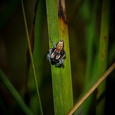 Maratus plumosus (Plumed Peacock Spider) at Kambah, ACT - 5 Nov 2022 by Ct1000