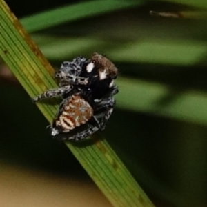 Maratus plumosus at Kambah, ACT - 5 Nov 2022 05:17 PM