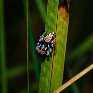 Maratus plumosus at Kambah, ACT - 5 Nov 2022 05:17 PM