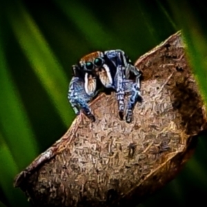 Maratus plumosus at Kambah, ACT - 5 Nov 2022