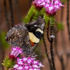 Vanessa itea (Yellow Admiral) at Penrose - 4 Nov 2022 by Aussiegall