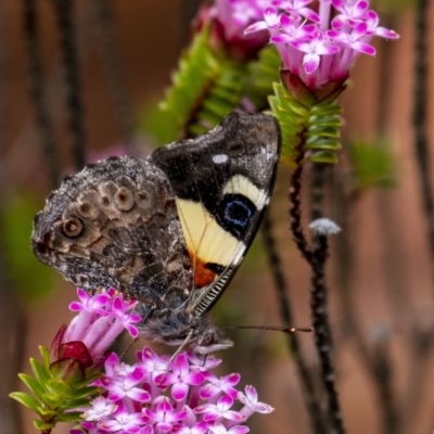 Vanessa itea (Yellow Admiral) at Wingecarribee Local Government Area - 4 Nov 2022 by Aussiegall