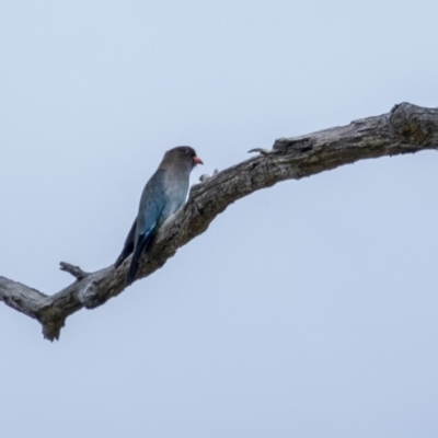 Eurystomus orientalis (Dollarbird) at Penrose - 30 Oct 2022 by Aussiegall