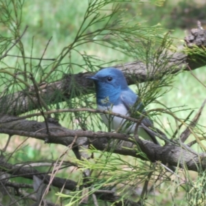 Myiagra rubecula at Cook, ACT - 3 Nov 2022