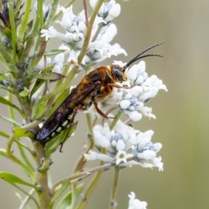 Agriomyia sp. (genus) (TBC) at suppressed by Aussiegall
