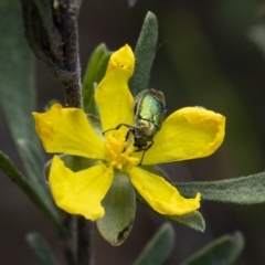 Diphucephala sp. (genus) (Green Scarab Beetle) at Wingecarribee Local Government Area - 3 Nov 2022 by Aussiegall