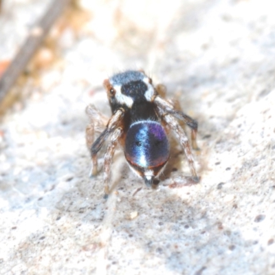 Maratus anomalus (Blue Peacock spider) at QPRC LGA - 4 Nov 2022 by Harrisi