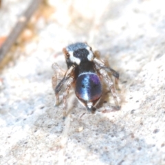 Maratus anomalus (Blue Peacock spider) at Oallen, NSW - 4 Nov 2022 by Harrisi