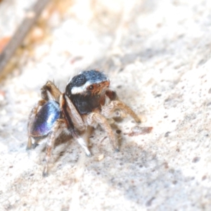 Maratus anomalus at Oallen, NSW - 4 Nov 2022