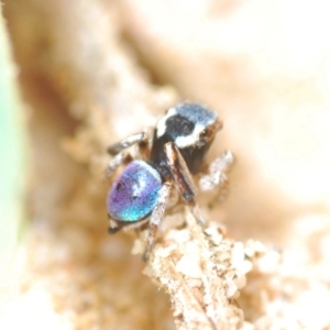 Maratus anomalus at Oallen, NSW - 4 Nov 2022