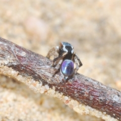 Maratus anomalus at Oallen, NSW - 4 Nov 2022