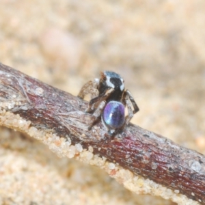 Maratus anomalus at Oallen, NSW - 4 Nov 2022