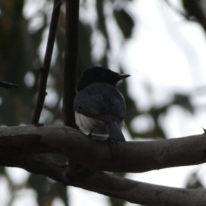 Myiagra cyanoleuca at Jerrabomberra, NSW - 5 Nov 2022