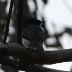 Myiagra cyanoleuca at Jerrabomberra, NSW - 5 Nov 2022 06:56 PM