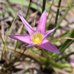 Romulea rosea var. australis (Onion Grass) at Sweeney's Travelling Stock Reserve - 4 Nov 2022 by drakes