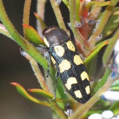 Castiarina decemmaculata (Ten-spot Jewel Beetle) at Corang, NSW - 4 Nov 2022 by Harrisi