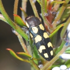 Castiarina decemmaculata (Ten-spot Jewel Beetle) at QPRC LGA - 4 Nov 2022 by Harrisi