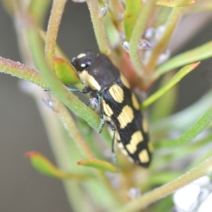 Castiarina decemmaculata at Corang, NSW - 4 Nov 2022