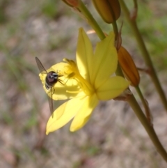 Bulbine bulbosa (Golden Lily) at Sweeney's TSR - 4 Nov 2022 by drakes