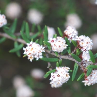 Leucopogon ericoides at Corang, NSW - 4 Nov 2022 by Harrisi