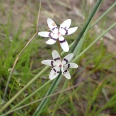 Wurmbea dioica subsp. dioica (Early Nancy) at Sweeney's TSR - 5 Nov 2022 by drakes