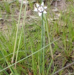 Wurmbea dioica subsp. dioica at Lake George, NSW - 5 Nov 2022 11:01 AM