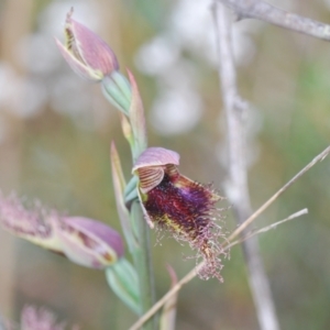 Calochilus platychilus at Corang, NSW - 4 Nov 2022