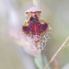 Calochilus platychilus at Corang, NSW - 4 Nov 2022