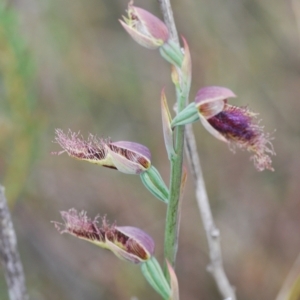 Calochilus platychilus at Corang, NSW - 4 Nov 2022