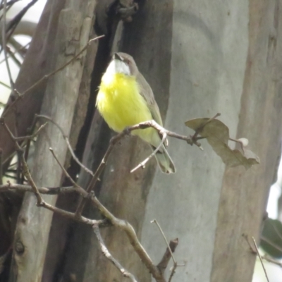 Gerygone olivacea (White-throated Gerygone) at Pialligo, ACT - 5 Nov 2022 by TomW