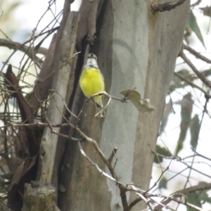 Gerygone olivacea at Pialligo, ACT - 5 Nov 2022