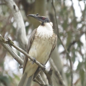 Philemon corniculatus at Pialligo, ACT - 5 Nov 2022