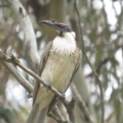 Philemon corniculatus (Noisy Friarbird) at Mount Ainslie - 5 Nov 2022 by BenW
