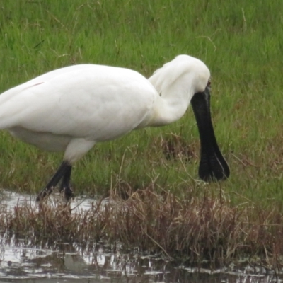 Platalea regia (Royal Spoonbill) at Fyshwick, ACT - 5 Nov 2022 by BenW