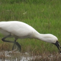 Platalea regia at Fyshwick, ACT - 5 Nov 2022 04:07 PM