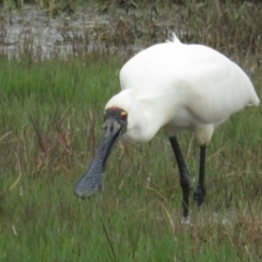 Platalea regia at Fyshwick, ACT - 5 Nov 2022