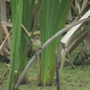 Acrocephalus australis at Fyshwick, ACT - 5 Nov 2022