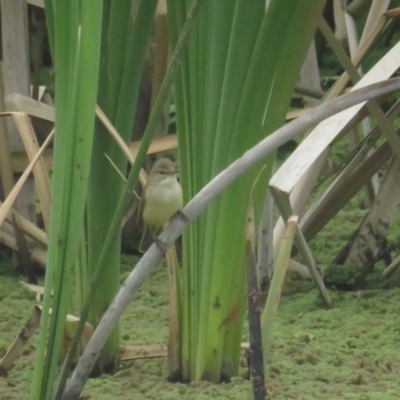 Acrocephalus australis (Australian Reed-Warbler) at Fyshwick, ACT - 5 Nov 2022 by BenW