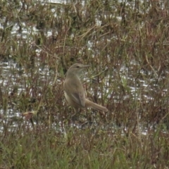 Acrocephalus australis at Fyshwick, ACT - 5 Nov 2022