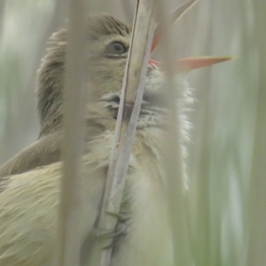 Acrocephalus australis at Fyshwick, ACT - 5 Nov 2022