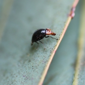 Steganopsis melanogaster at Wodonga, VIC - 5 Nov 2022