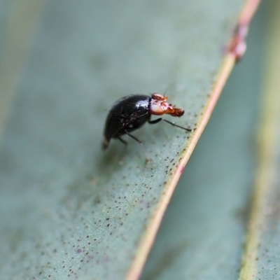 Steganopsis melanogaster (A lauxaniid fly) at Wodonga, VIC - 5 Nov 2022 by KylieWaldon